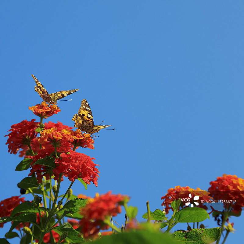 两只蝴蝶在花丛中图片素材
