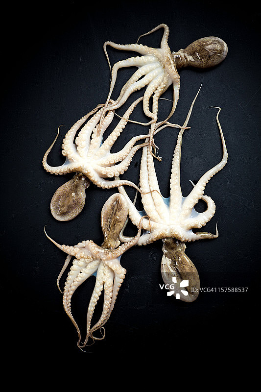 新鲜小章鱼图片素材