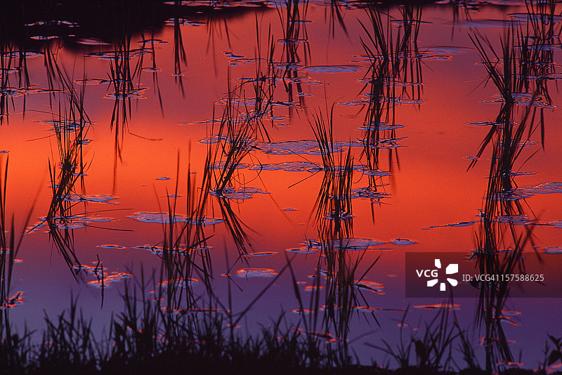 稻田中的日落倒影图片素材