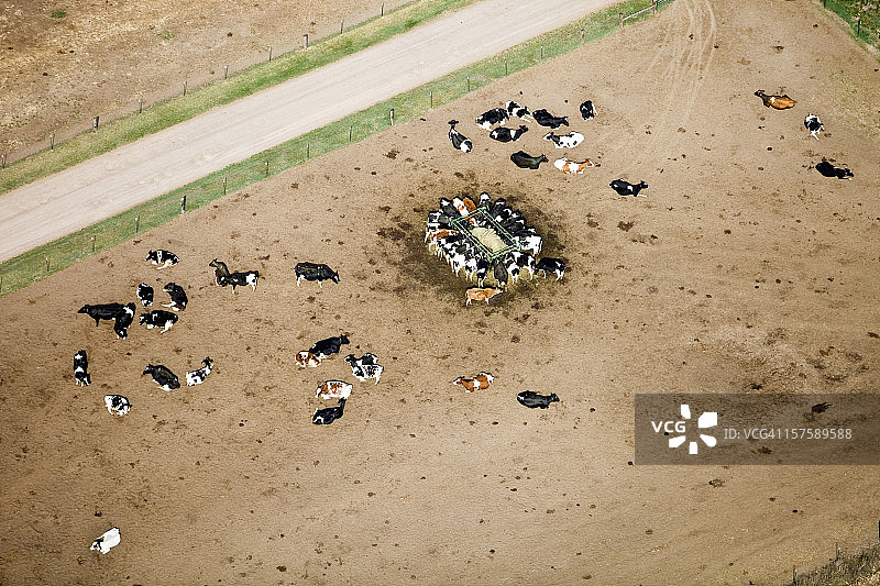 奶牛进食和休息的航拍图片素材