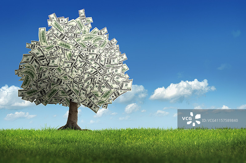 金钱树图片素材