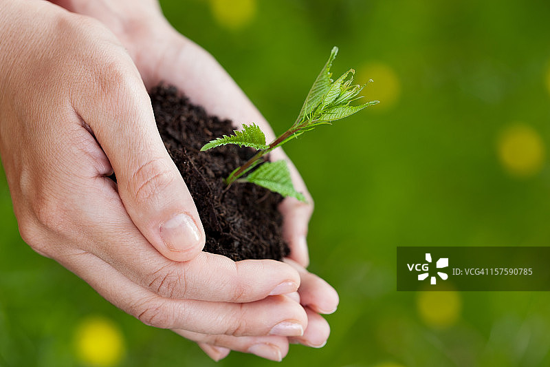 手持植物图片素材