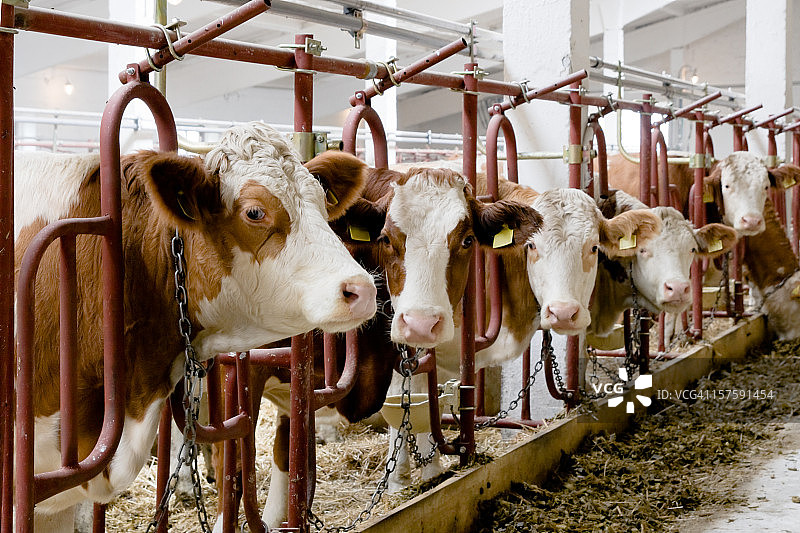 农场上的奶牛图片素材