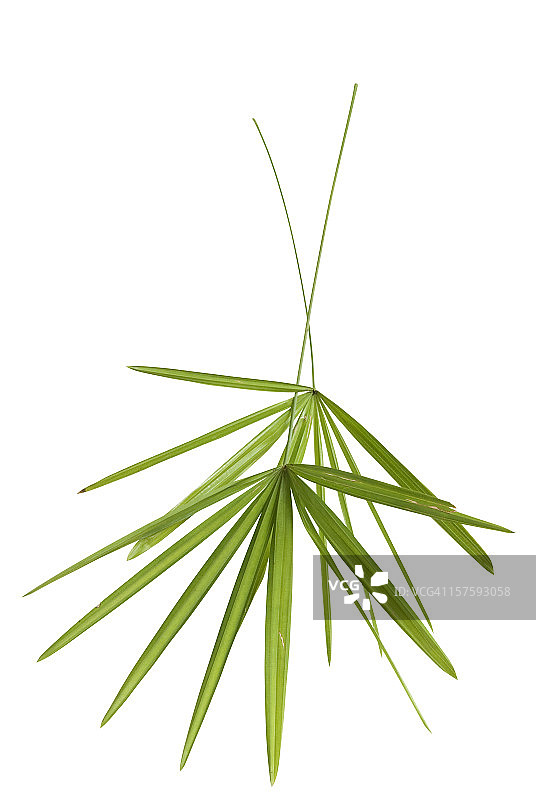 带有剪切路径的两片绿色竹叶图片素材
