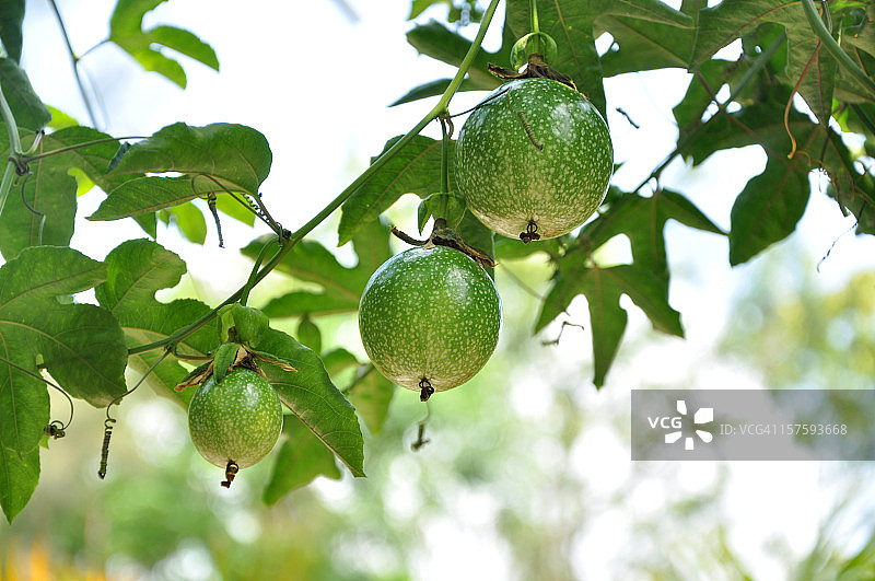 西番莲/百香果树图片素材