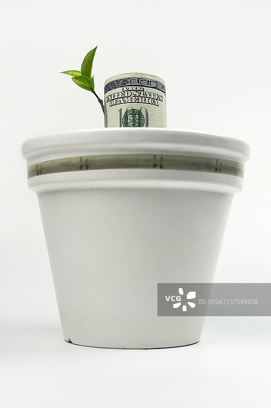 金钱树图片素材