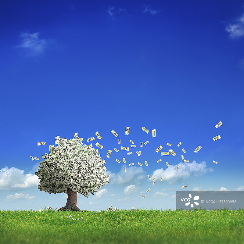金钱树图片素材