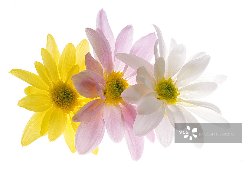 半透明图片素材