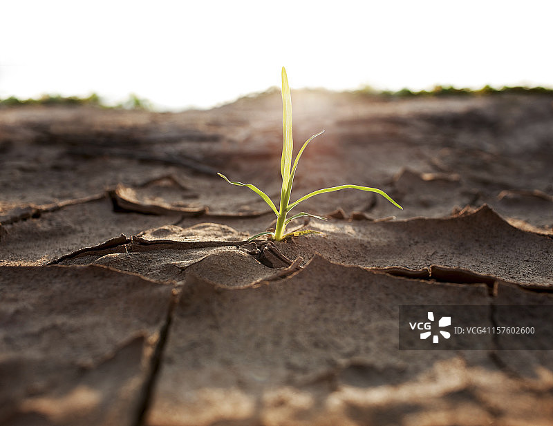 干涸土地上生长的幼苗图片素材