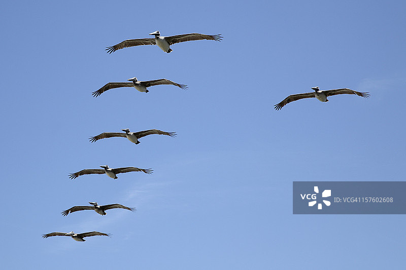 鹈鹕编队图片素材