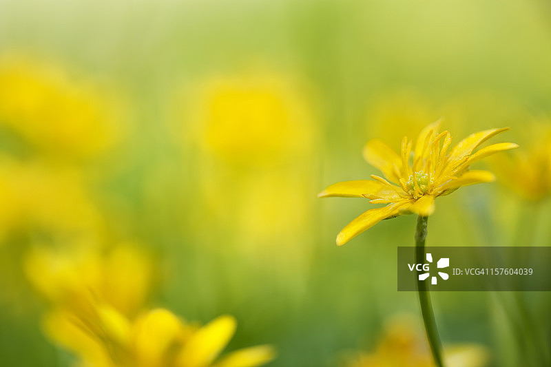 春天的花朵图片素材