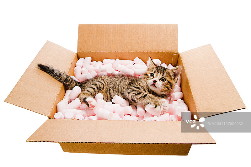 躺在盒子里的猫咪图片素材