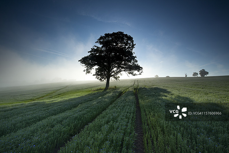朦胧夏日日出图片素材