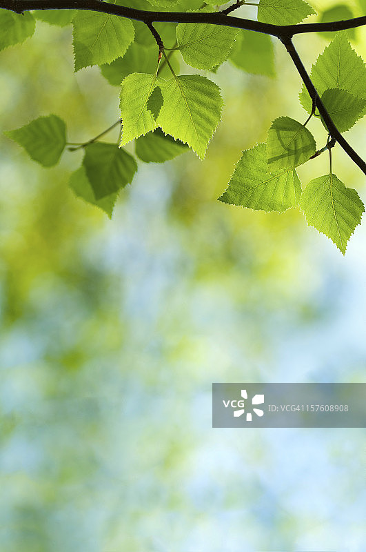 春天桦树的绿叶图片素材