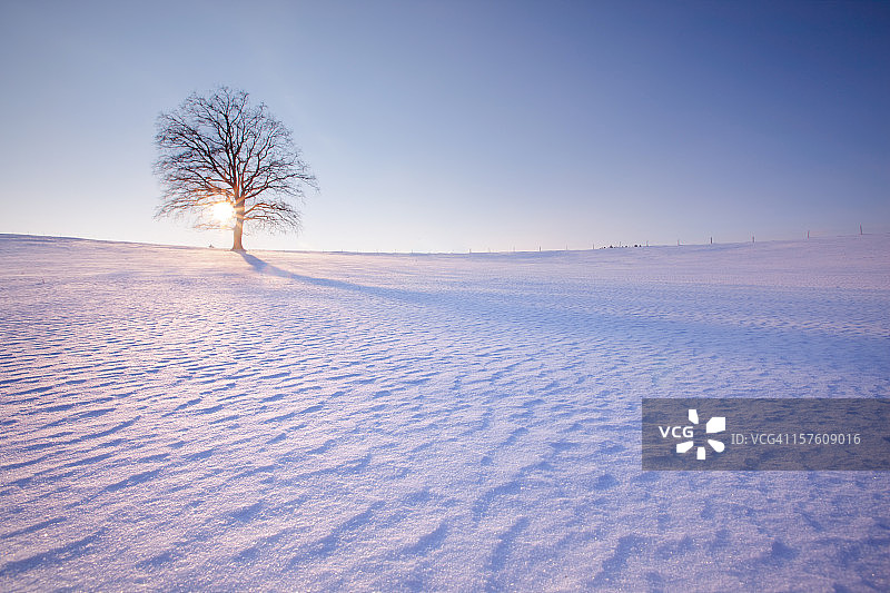 冬季景观中的孤独树 - 左侧图片素材