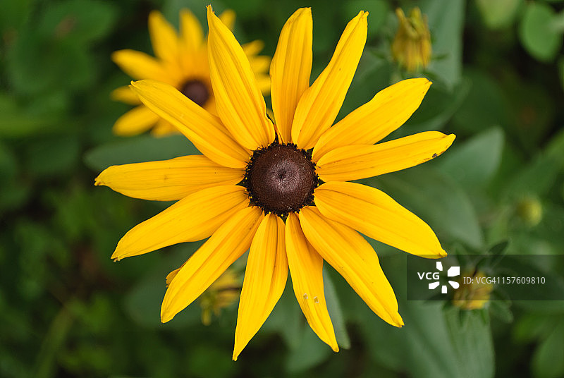 黄色的雏菊图片素材