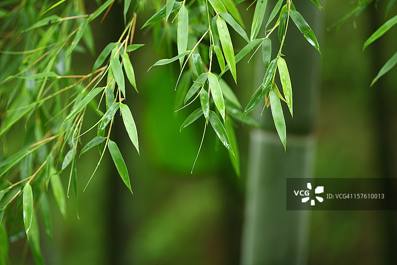 竹叶图片素材