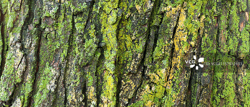 老枫树上的地衣图片素材