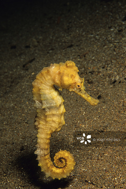 黄色海马舞图片素材