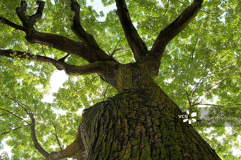 枫树下图片素材