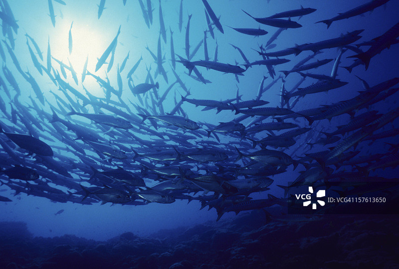 鱼的幻想图片素材