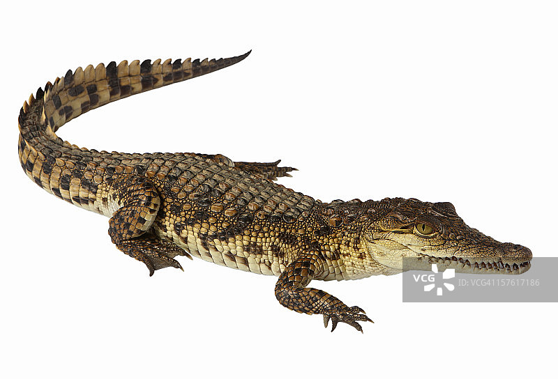 尼罗鳄图片素材