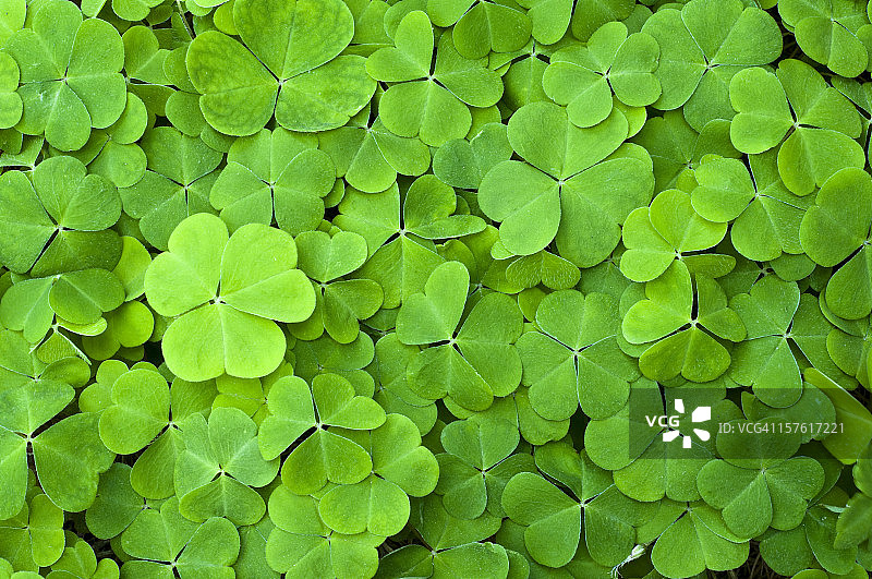 绿色三叶草田野图片素材