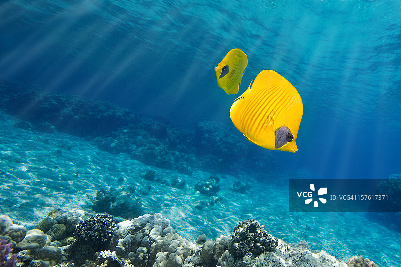 蓝色海洋中的橙面蝴蝶鱼水下照片图片素材