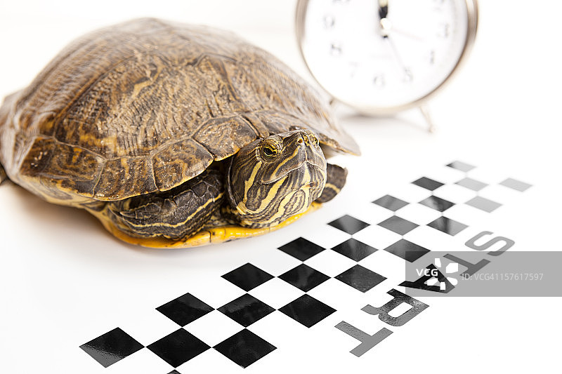 红耳龟准备出发图片素材