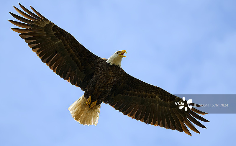 蓝天下展翅飞翔的巨型秃鹰图片素材