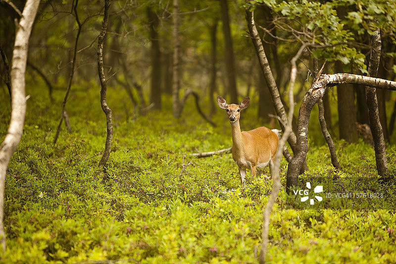 森林里的母鹿图片素材