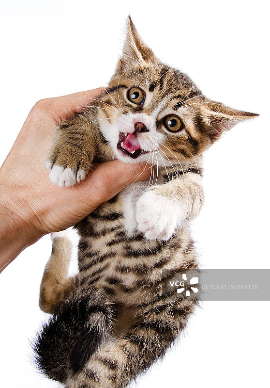 害怕的小猫图片素材