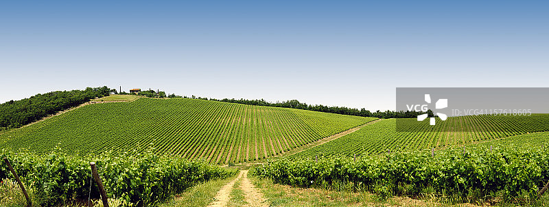 葡萄园图片素材