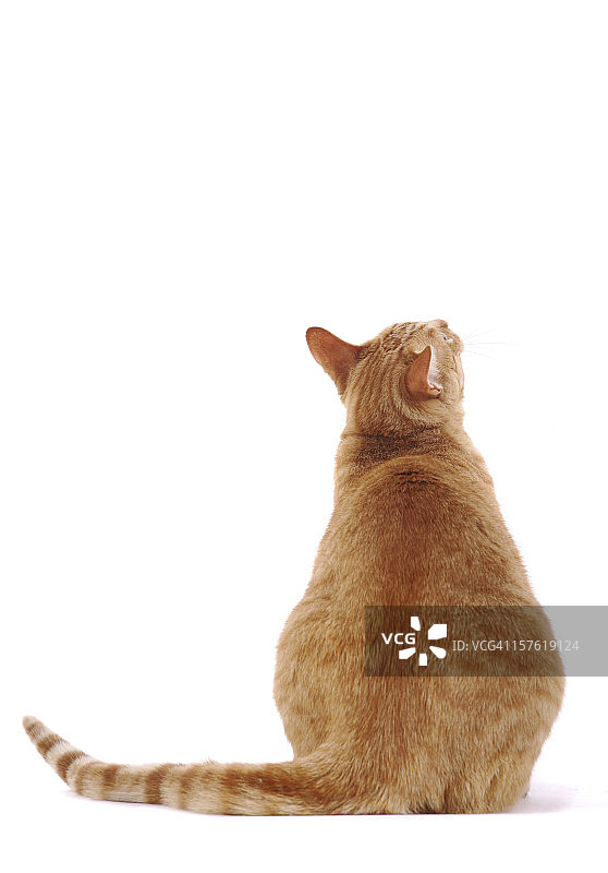 向上看的猫图片素材