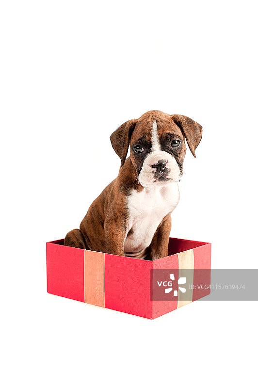 可爱的拳师犬幼犬圣诞礼盒图片素材