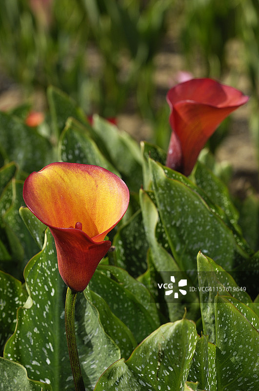 橙色和黄色马蹄莲特写图片素材