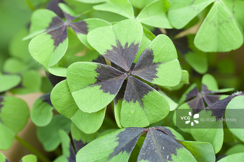 盆栽中的四叶草图片素材