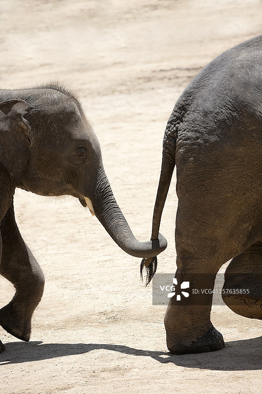 小象抓住另一只小象的尾巴图片素材