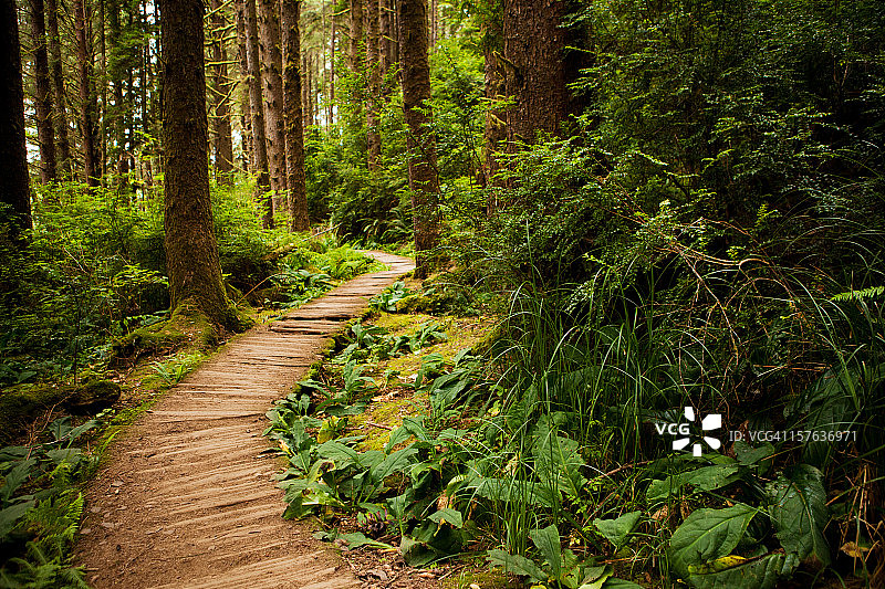 红杉林徒步小径图片素材