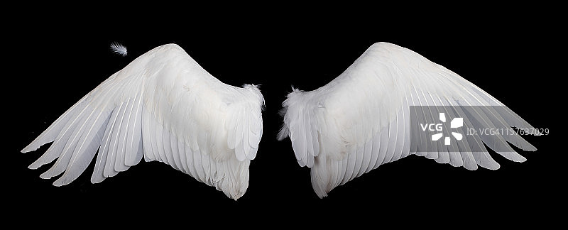 黑色背景上的白色羽毛翅膀图片素材