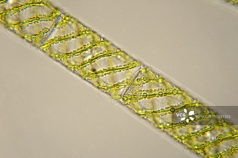 水绵藻显微照片图片素材