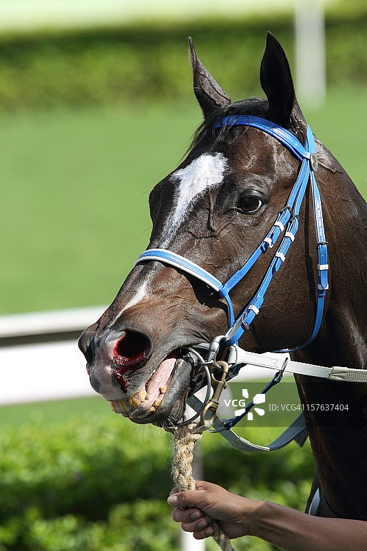 带血的马鼻子图片素材