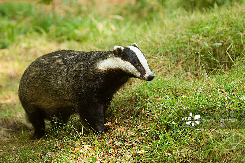 欧洲獾，带标题空间图片素材