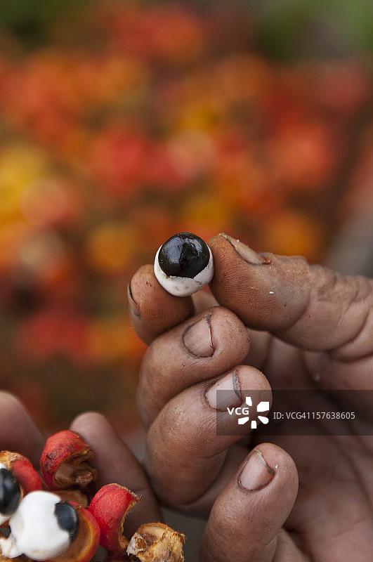 瓜拉纳收获图片素材