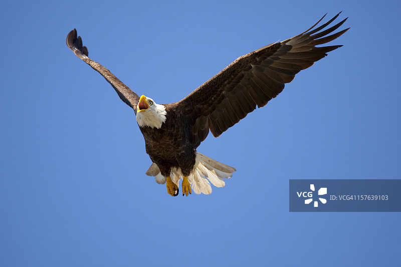 蓝天中飞翔的秃鹰图片素材