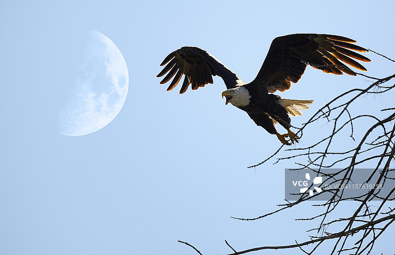 在淡月前起飞的秃鹰图片素材