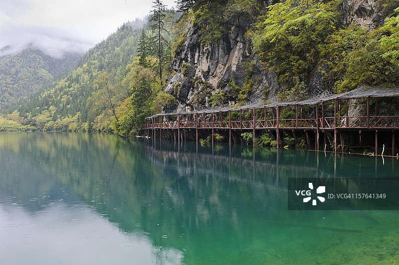 中国四川九寨沟箭竹海图片素材