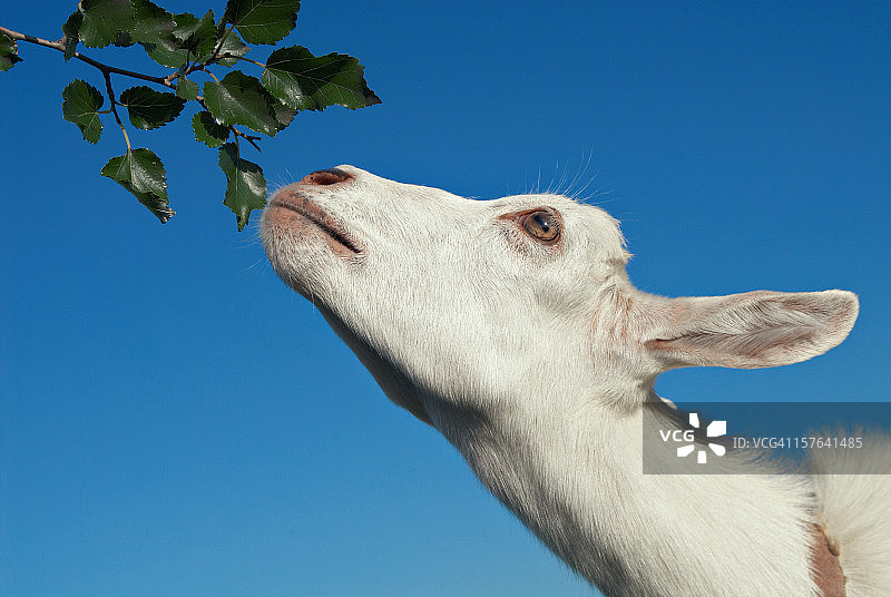 小山羊图片素材