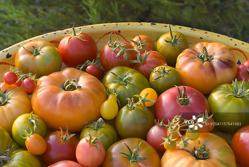 有机自产夏季新鲜农产品，传家宝番茄蔬菜丰收图片素材