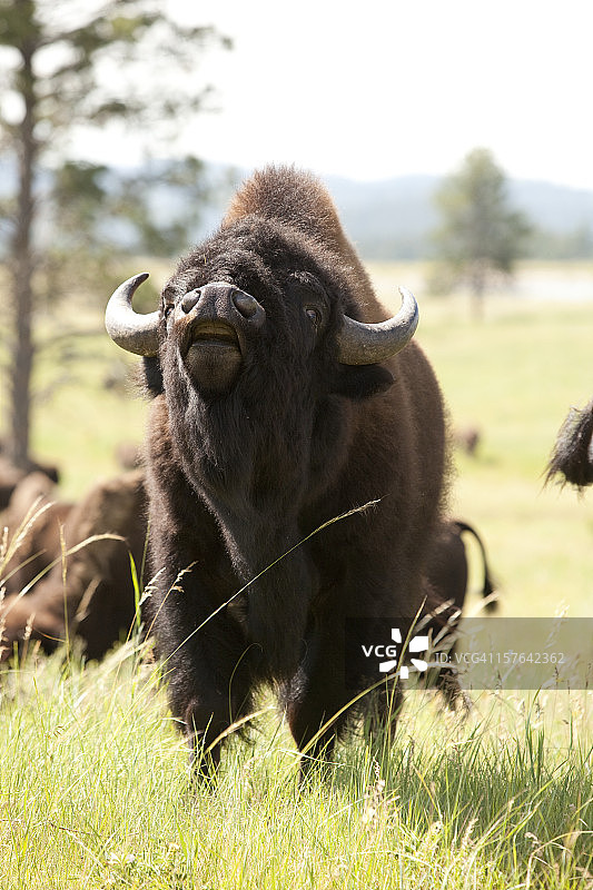 公牛美洲野牛图片素材